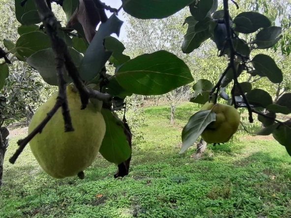 Парцел в с. Васил Левски, Област Търговище - 1000 кв.м за 21 €/кв.м - Снимка #1