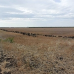 Земеделски имот в Балчик -  кв.м за 438 €/дка - Снимка #1