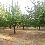 Земеделски имот в с. Калипетрово, Област Силистра -  кв.м за 2550 €/дка - Снимка #1