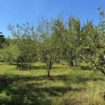 Парцел в с. Жиленци, Област Кюстендил - 6850 кв.м за 17 €/кв.м - Снимка #1