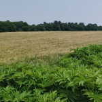 Земеделски имот в с. Кормянско, Област Габрово -  кв.м за 870 €/дка - Снимка #1