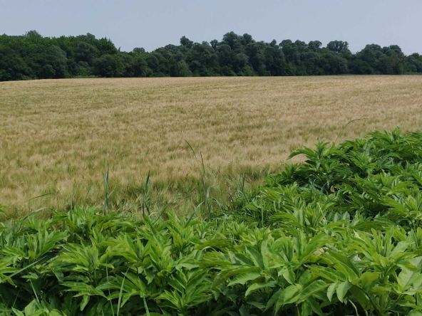 Земеделски имот в с. Кормянско, Област Габрово -  кв.м за 870 €/дка - Снимка #1