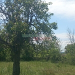 Парцел в с. Кривня, Област Варна - 2620 кв.м за 10 €/кв.м - Снимка #1