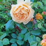 Двустаен апартамент в Несебър - 64 кв.м за 514 €/кв.м - Снимка #1