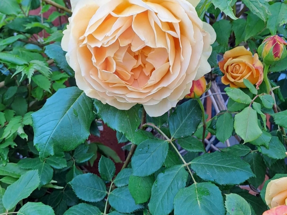 Двустаен апартамент в Несебър - 64 кв.м за 514 €/кв.м - Снимка #1