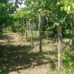 Къща в Хасково, Любен Каравелов - 70 кв.м за 2000 €/кв.м - Снимка #1