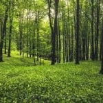 Земеделски имот в с. Флорентин, Област Видин -  кв.м за 255 €/дка - Снимка #1