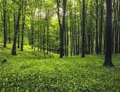 Земеделски имот в с. Флорентин, Област Видин -  кв.м за 255 €/дка - Снимка #1