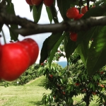 Земеделски имот в с. Ново село, Област Пловдив -  кв.м за 2010 €/дка - Снимка #1