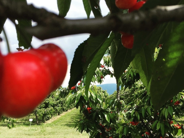 Земеделски имот в с. Ново село, Област Пловдив -  кв.м за 2010 €/дка - Снимка #1