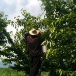 Земеделски имот в с. Крумово, Област Пловдив -  кв.м за 8922 €/дка - Снимка #1