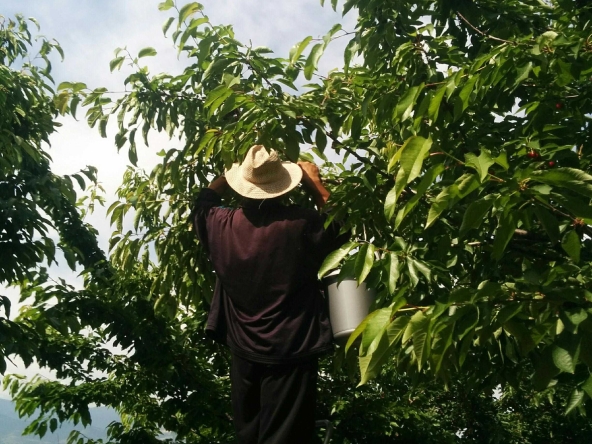 Земеделски имот в с. Крумово, Област Пловдив -  кв.м за 8922 €/дка - Снимка #1