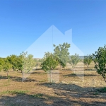 Земеделски имот в Нови пазар -  кв.м за 3643 €/дка - Снимка #1