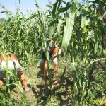 Парцел в Варна, Аспарухово - 1060 кв.м за 21 €/кв.м - Снимка #1