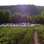 Парцел в Плевен, Дружба 2 - 890 кв.м за 3 €/кв.м - Снимка #1