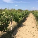 Земеделски имот в София, Борово -  кв.м за 7 €/дка - Снимка #1