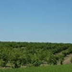 Земеделски имот в Асеновград -  кв.м за 21675 €/дка - Снимка #1