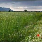 Парцел в с. Гурмазово, Област София-област - 10000 кв.м за 75 €/кв.м - Снимка #1