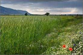 Парцел в с. Гурмазово, Област София-област - 10000 кв.м за 75 €/кв.м - Снимка #1