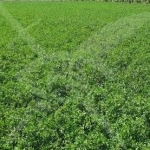 Парцел в с. Шишманци, Област Пловдив - 1080 кв.м за 15 €/кв.м - Снимка #1