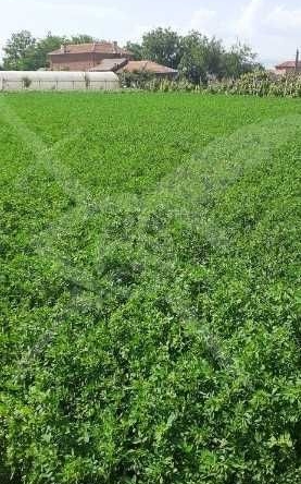 Парцел в с. Шишманци, Област Пловдив - 1080 кв.м за 15 €/кв.м - Снимка #1