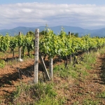 Земеделски имот в с. Червен, Област Пловдив -  кв.м за 2040 €/дка - Снимка #1