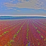 Парцел в с. Конуш, Област Хасково - 5000 кв.м за 27 €/кв.м - Снимка #1