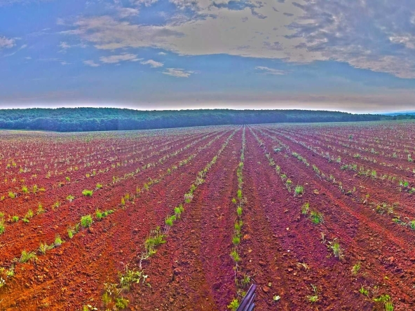 Парцел в с. Конуш, Област Хасково - 5000 кв.м за 27 €/кв.м - Снимка #1