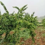 Земеделски имот в Кюстендил, Център -  кв.м за 1785 €/дка - Снимка #1