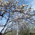 Парцел в София, в.з. Киноцентъра - 730 кв.м за 698 €/кв.м - Снимка #1