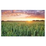 Земеделски имот в Чирпан -  кв.м за 1599 €/дка - Снимка #1