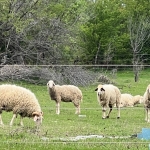 Промишлена сграда в Сухиндол - 15000 кв.м за 12 €/кв.м - Снимка #1