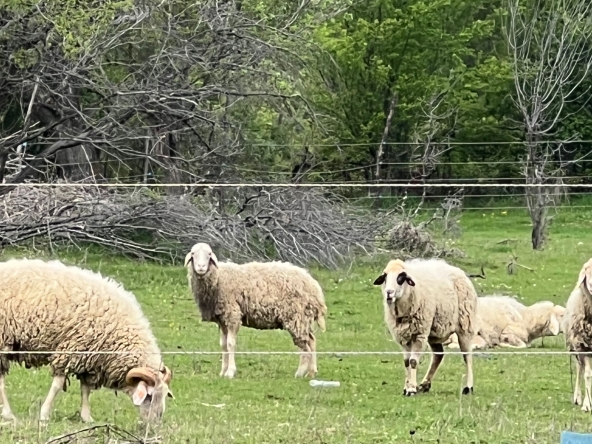 Промишлена сграда в Сухиндол - 15000 кв.м за 12 €/кв.м - Снимка #1