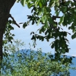 Парцел в Етрополе - 1300 кв.м за 17 €/кв.м - Снимка #1