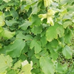 Парцел в Стара Загора, Казански - 22000 кв.м за 3 €/кв.м - Снимка #1