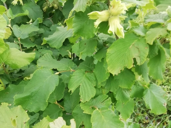 Парцел в Стара Загора, Казански - 22000 кв.м за 3 €/кв.м - Снимка #1