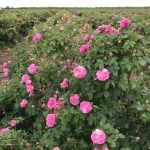 Земеделски имот в с. Скобелево, Област Стара Загора -  кв.м за 490 €/дка - Снимка #1