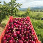 Земеделски имот в София, Надежда 4 -  кв.м за 2040 €/дка - Снимка #1