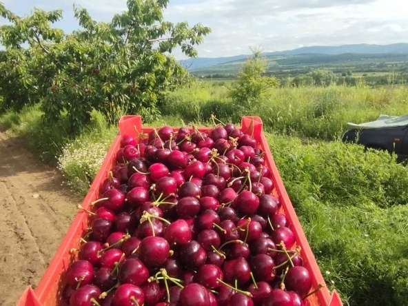 Земеделски имот в София, Надежда 4 -  кв.м за 2040 €/дка - Снимка #1