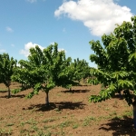 Земеделски имот в с. Черноград, Област Бургас -  кв.м за 2040 €/дка - Снимка #1