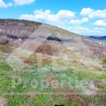 Парцел в с. Рогачево, Област Добрич - 3505 кв.м за 9 €/кв.м - Снимка #1