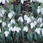 Дава се под наем Тристаен апартамент в Плевен, Дружба 4 - 85 кв.м за 255 € - Снимка #1