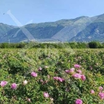 Земеделски имот в Карлово -  кв.м за 1943 €/дка - Снимка #1