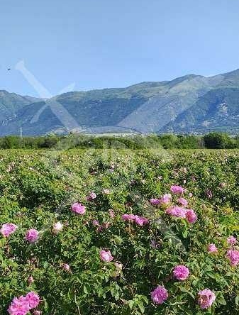 Земеделски имот в Карлово -  кв.м за 1943 €/дка - Снимка #1