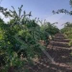 Парцел в с. Цалапица, Област Пловдив - 8000 кв.м за 2 €/кв.м - Снимка #1