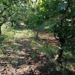 Парцел в Айтос - 1700 кв.м за 24 €/кв.м - Снимка #1