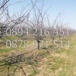 Земеделски имот в с. Цалапица, Област Пловдив -  кв.м за 1658 €/дка - Снимка #1