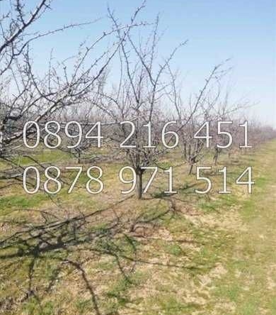 Земеделски имот в с. Цалапица, Област Пловдив -  кв.м за 1658 €/дка - Снимка #1