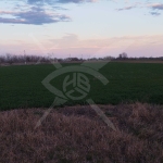 Парцел в с. Рогош, Област Пловдив - 7563 кв.м за 9 €/кв.м - Снимка #1