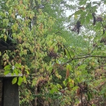 Къща в с. Дряновец, Област Разград - 50 кв.м за 255 €/кв.м - Снимка #1